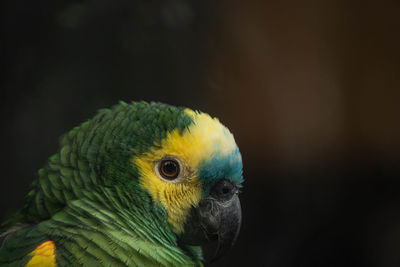 Close-up of parrot