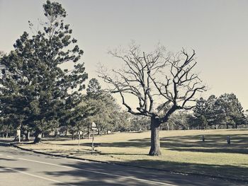 Trees on field against clear sky