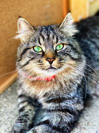 Close-up portrait of cat