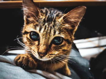 Close-up portrait of a cat