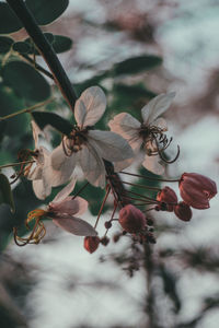 Close-up of flowering plant