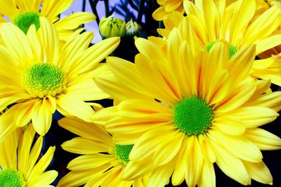 Close-up of yellow flower