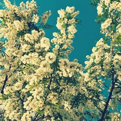 Low angle view of cherry blossoms against sky