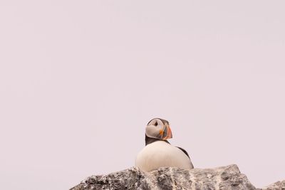 Low angle view of bird on rock against clear sky