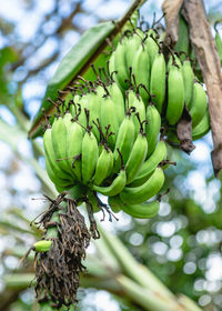 Low angle view of fruits on tree