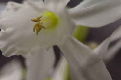 Close-up of white flower