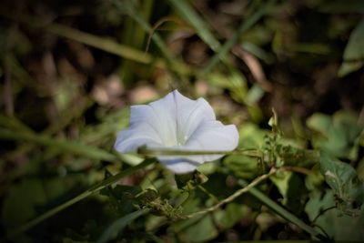 Close-up of white flowering plant