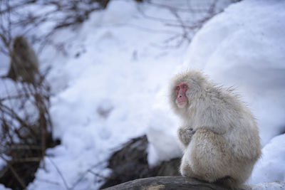 Travel asia. red-cheeked monkey. popular tourist destinations in japan. monkeys soaking 