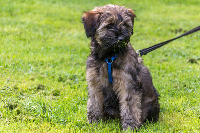 Close-up of dog sitting on grass