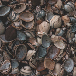 Full frame shot of seashells 