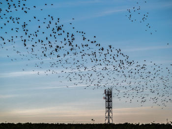 Flock of birds flying in sky