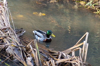 High angle view of ducks swimming on lake