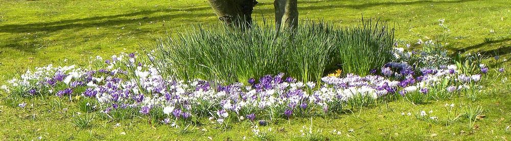 Plants growing on grassy field