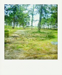 Trees on grassy field