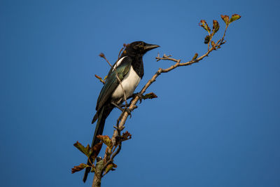Low angle view of bird perching on tree against sky