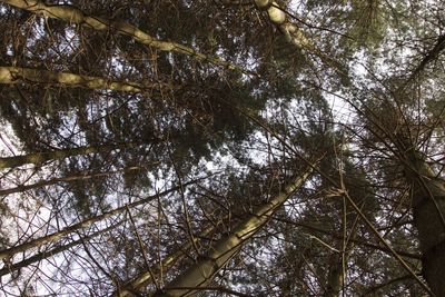 Low angle view of tree against sky