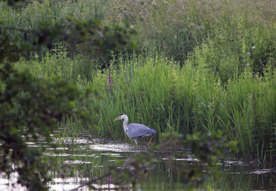 View of a bird in water