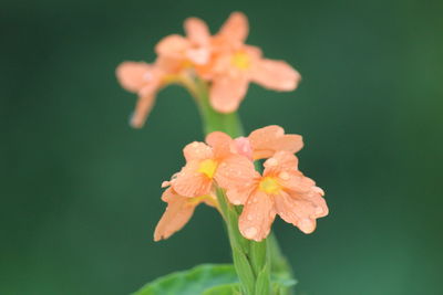 Close-up of orange flowering plant