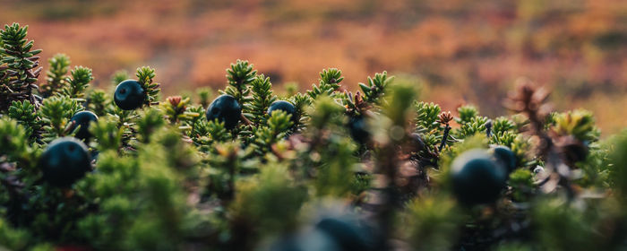 Close-up of flowering plants growing on field