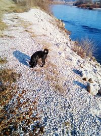 High angle view of bird on beach