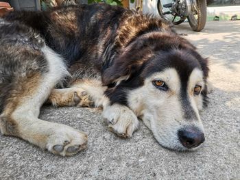 Close-up of a dog resting