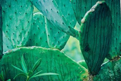 Close-up of cactus growing outdoors