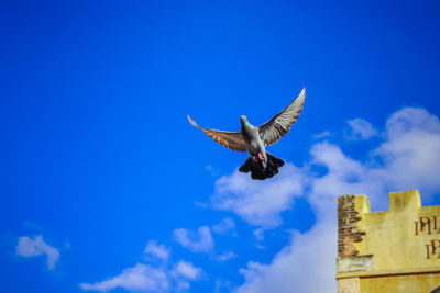 Low angle view of seagull flying in sky