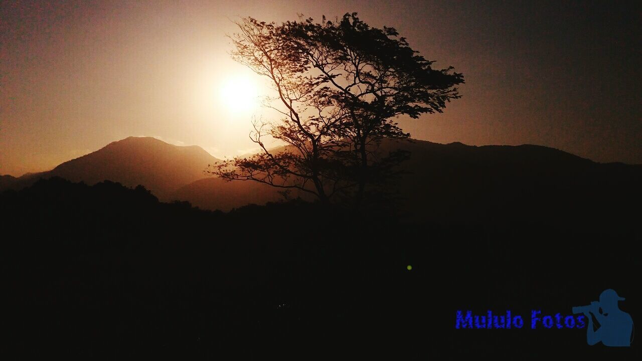 SILHOUETTE TREE AGAINST CLEAR SKY