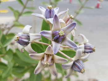 Close-up of purple flowers