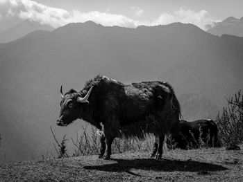 Yak on mountain