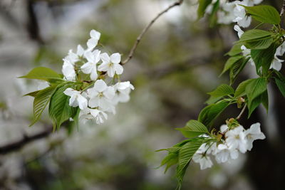 Close-up of apple blossoms in spring