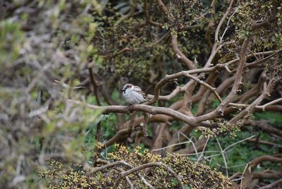 Bird perching on a tree
