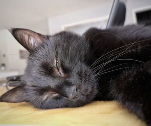 Close-up of cat sleeping at home