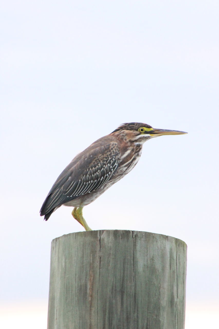 BIRD PERCHING ON WOODEN POST AGAINST SKY