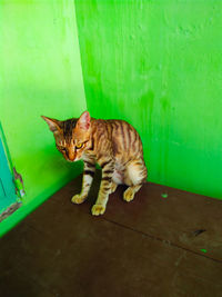 Portrait of a cat sitting on green wall