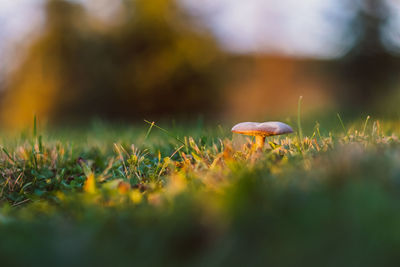 Close-up of mushroom growing on field