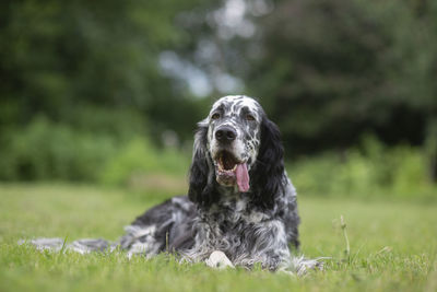 Dog english setter