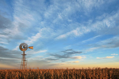 Plants growing on field against sky