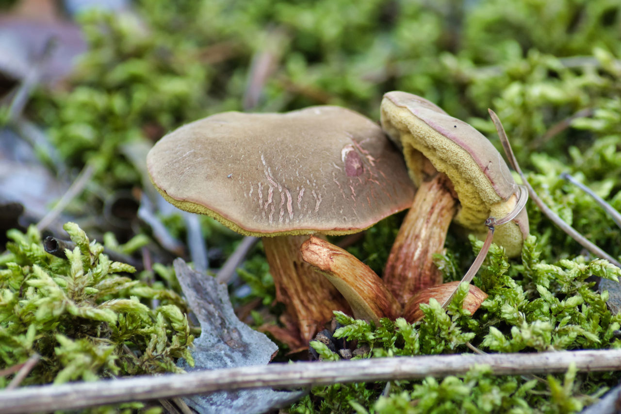 CLOSE-UP OF MUSHROOM ON TREE