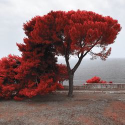 Red flower tree in autumn