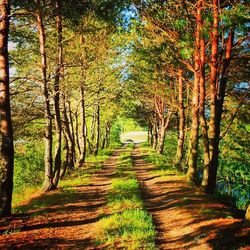 Pathway along trees in forest