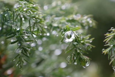 Close-up of wet plant