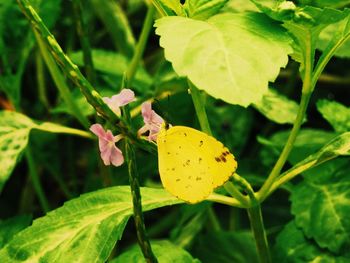 Close-up of insect on yellow leaf