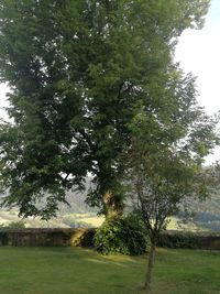 Trees on field against sky