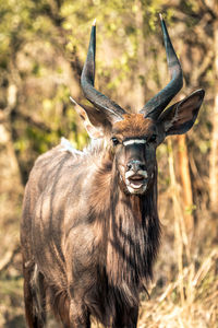 Portrait of deer standing on field
