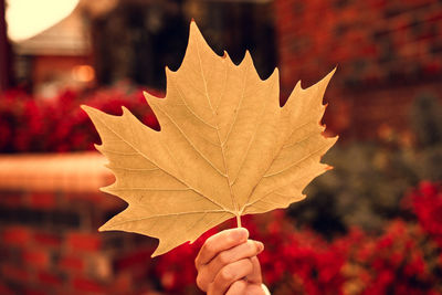 Close-up of hand holding maple leaf