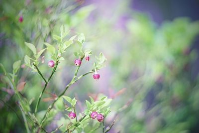 Close-up of pink flower