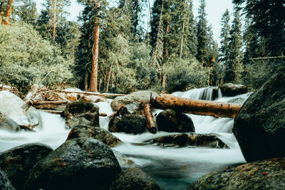 Scenic view of river in forest during winter