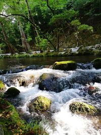 Scenic view of waterfall in forest