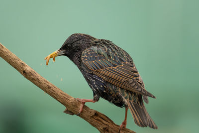 Close-up of bird perching on branch